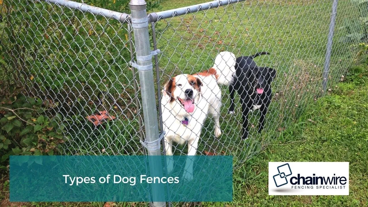 A dog looking through a chainwire fence in a secure backyard