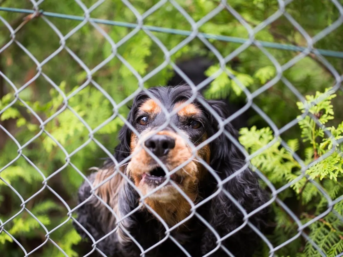 A dog looking through a chainwire enclosure fence with green foliage behind.