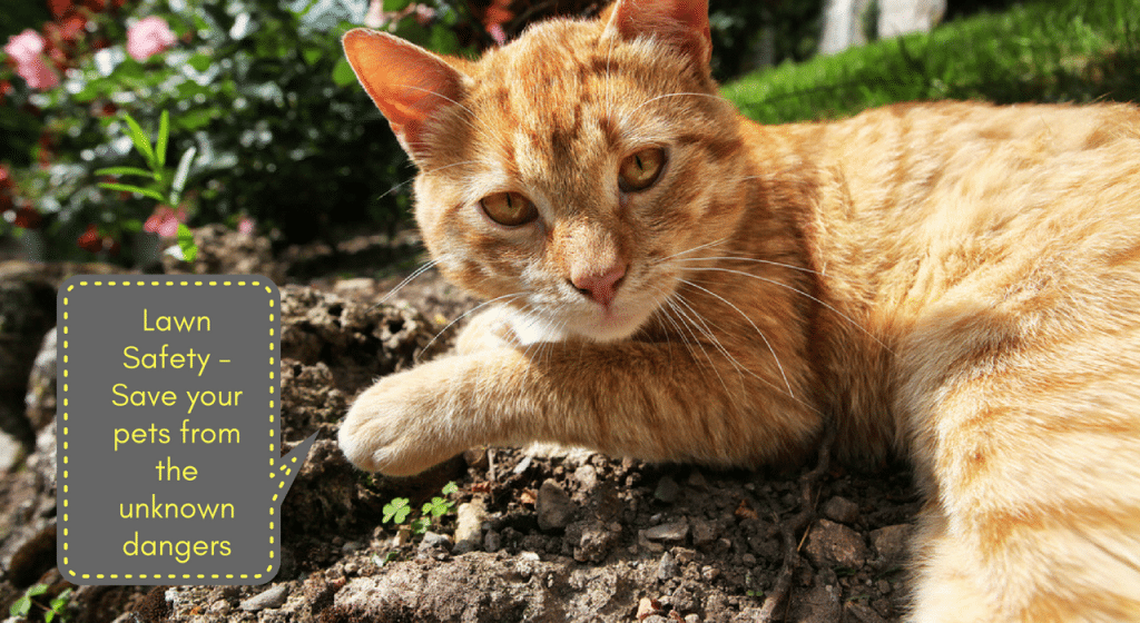 lawn safety pets fencing
