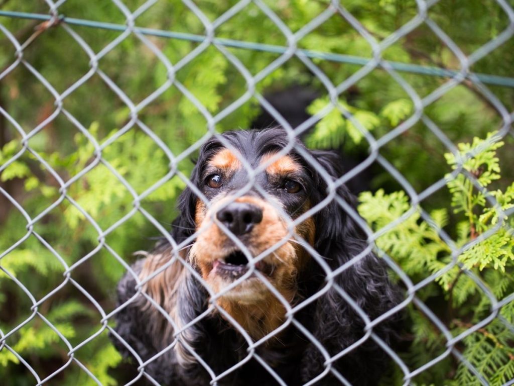 A black and tan spaniel looking through a chain-link fence with green foliage in the background.