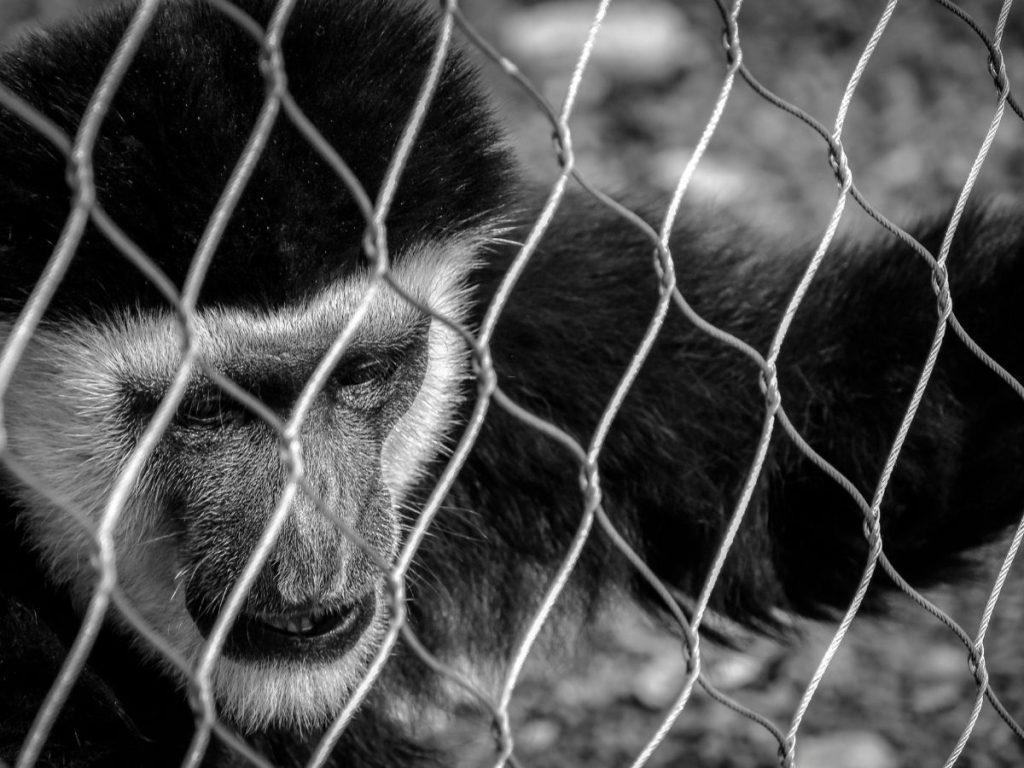 A black and white close-up of a gibbon looking downward behind a chain-link fence.