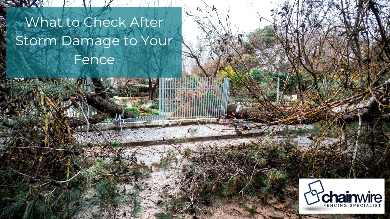A large fallen pine tree lying across a paved path and a metal fence after a storm