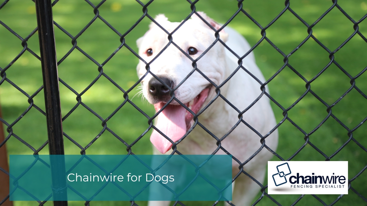 A happy white dog with its tongue out looks through a black chainwire fence on a green lawn.