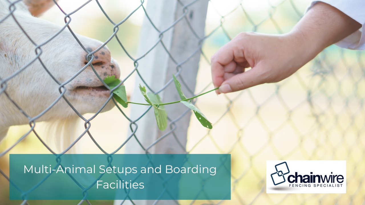 Close-up of a person's hand feeding a green leafy branch to a white goat through a silver chainwire fence.